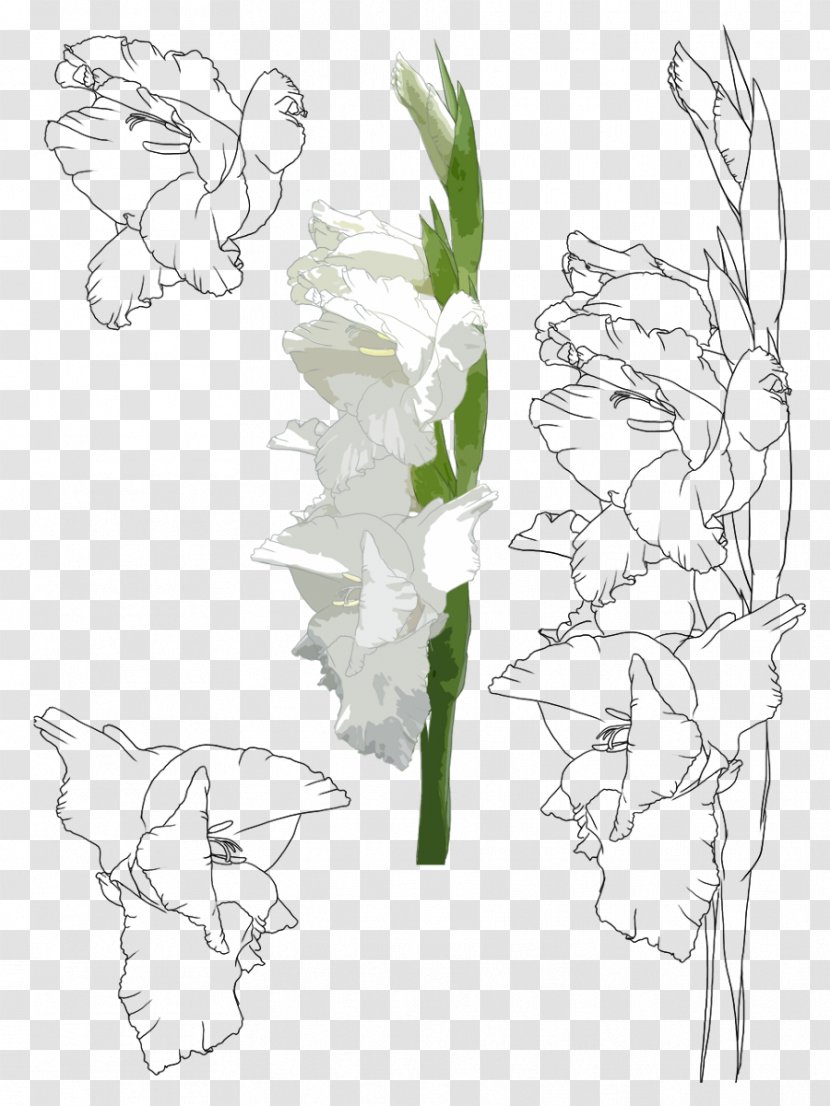 Floral Design Flower Gladiolus Xd7gandavensis Painting Illustration - Hand-painted Transparent PNG
