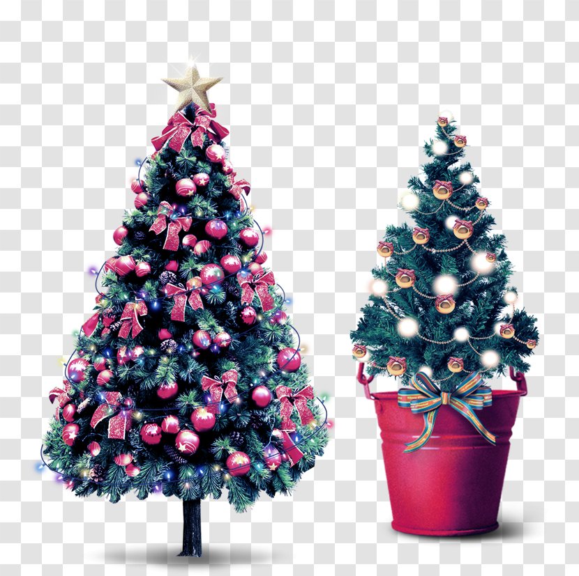 Download Christmas Tree - Pine Family - And Holiday Season Transparent PNG