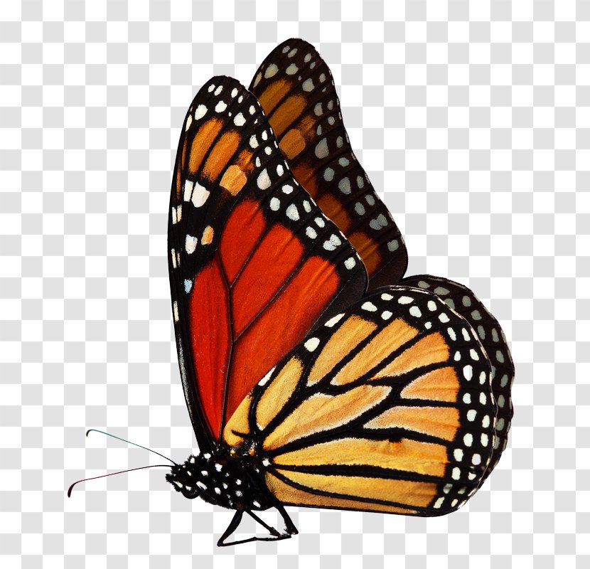 Monarch Butterfly Stock Photography - Symbol Transparent PNG
