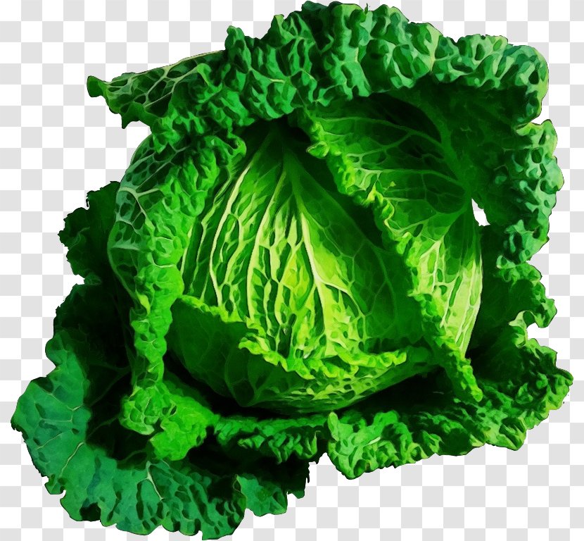 Cabbage Green Savoy Leaf Vegetable - Wild Cruciferous Vegetables Transparent PNG