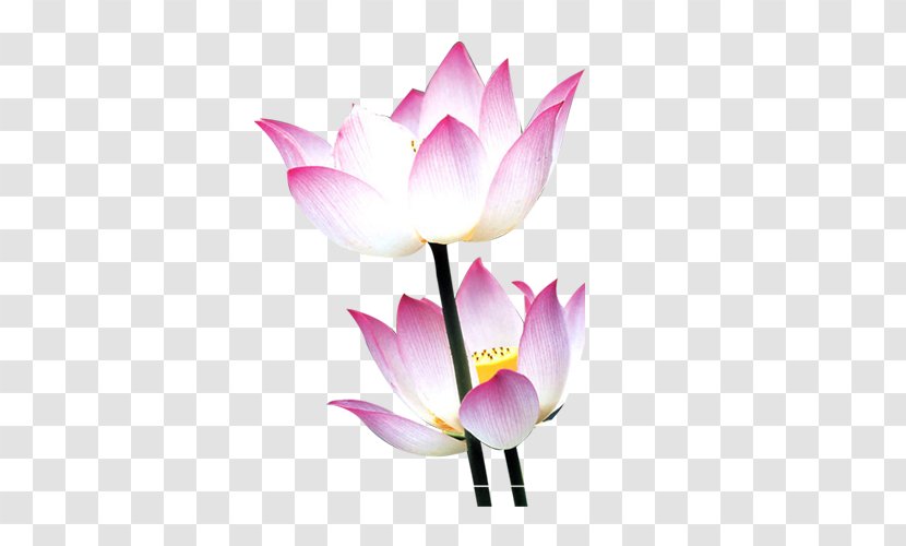 Nelumbo Nucifera Water Lily Flower Mid-Autumn Festival - Lilies - Lotus Transparent PNG