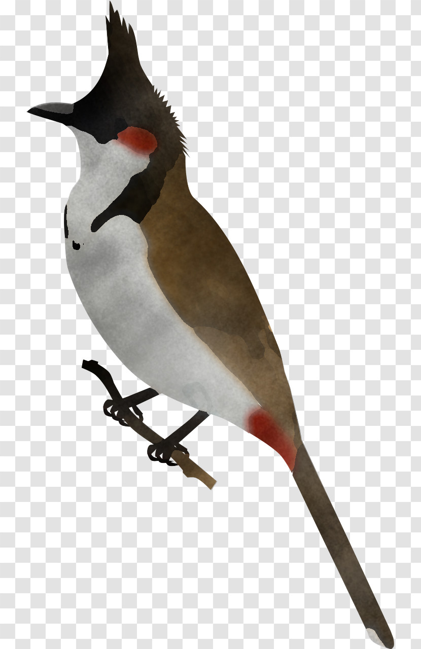 Bird Beak Waxwing Finch Perching Bird Transparent PNG