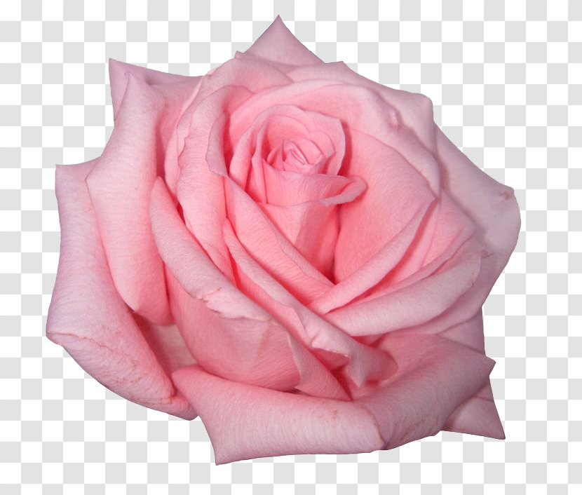 Rose Pink Flowers - Order - Image Transparent PNG