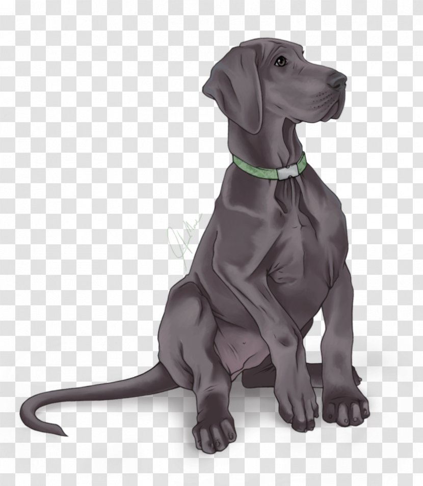 Weimaraner Great Dane Labrador Retriever Dog Breed Puppy Transparent PNG