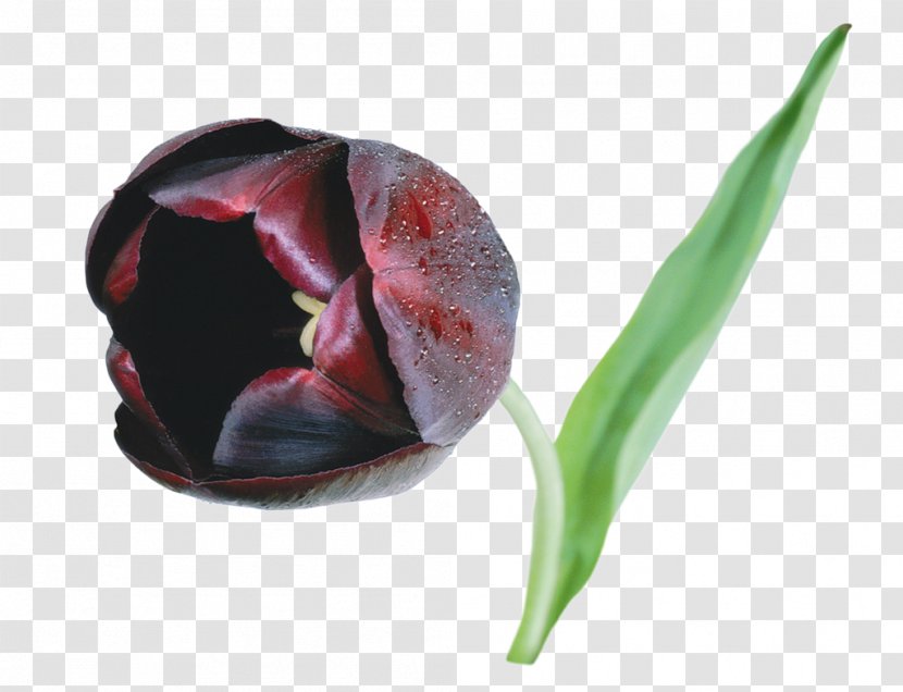 Flower Black Tulip Desktop Wallpaper - Marsala Transparent PNG