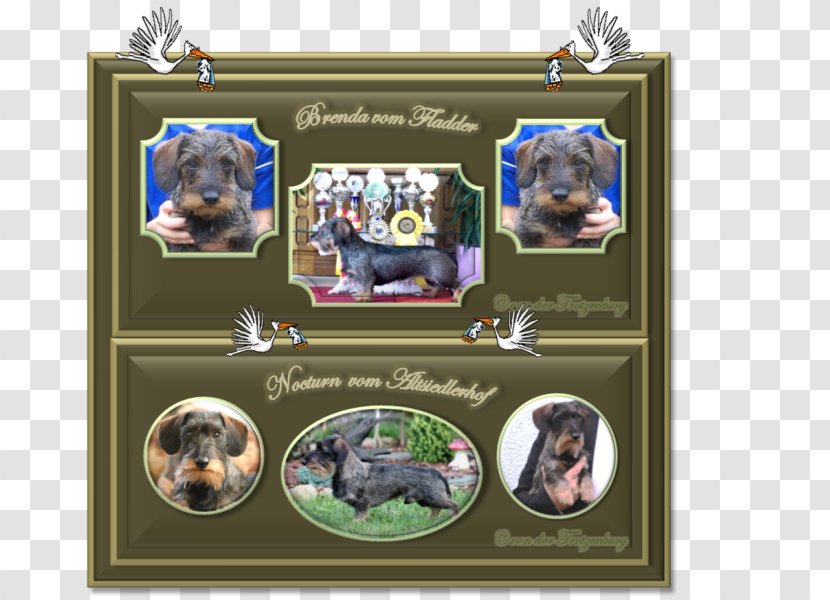 Dog Breed Picture Frames Collage Transparent PNG