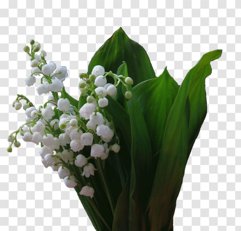 Floral Design Cut Flowers 1 May Lily Of The Valley - Flowerpot - Flower Transparent PNG
