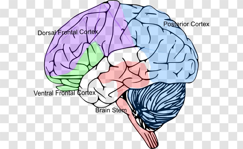 Brain Size Cerebral Cortex Clip Art - Cartoon Transparent PNG