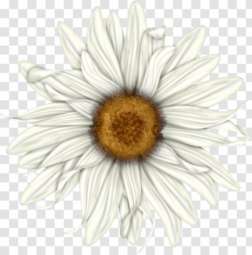 Flower Clip Art - Flowering Plant - Camomile Transparent PNG