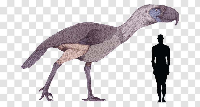 Bird Kelenken Guillermoi Phorusrhacos Dinosaur Titanis - Argentavis Magnificens Transparent PNG
