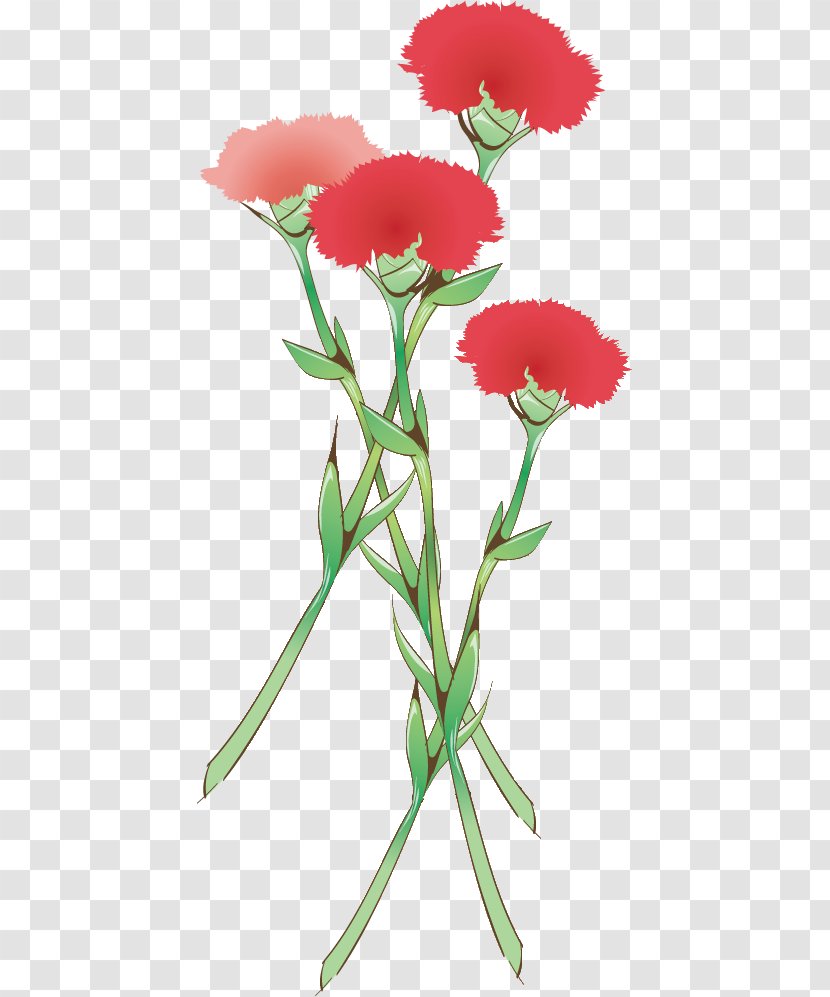 Carnation Mother's Day Parents' - Petal - May Month Transparent PNG