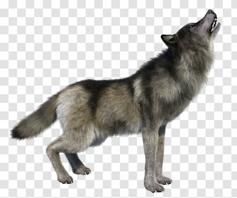 Stock Photography Image Royalty-free Vector Graphics Illustration - Royaltyfree - Dire Wolf Size Transparent PNG