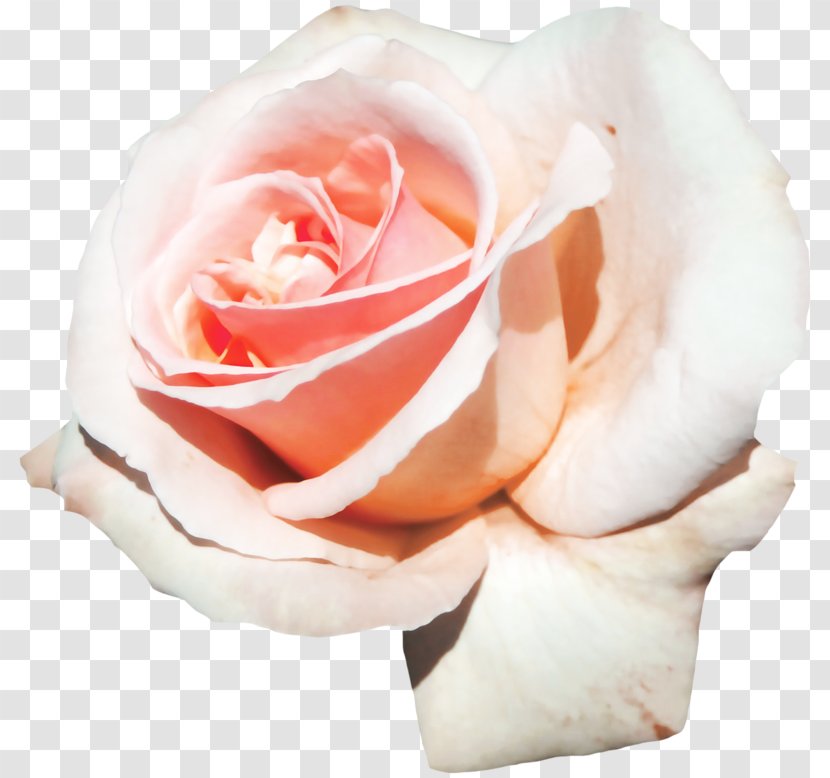 Garden Roses Centifolia Floribunda Place Royale Cut Flowers - Naver Blog - Rose Family Transparent PNG