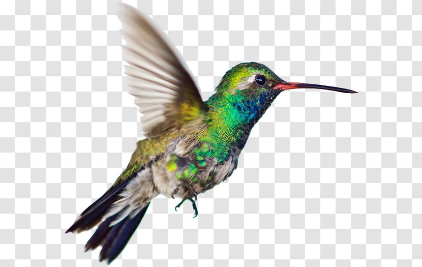 Hummingbird Vector Graphics Clip Art Illustration - Painting - Bird Transparent PNG