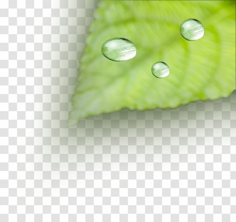 Dew Drop - Leaves Transparent PNG