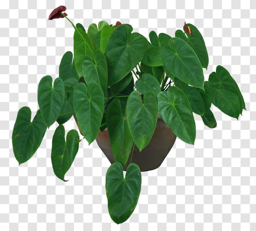 Houseplant Flowerpot Centella Asiatica - Fiddleleaf Fig - Plant Transparent PNG