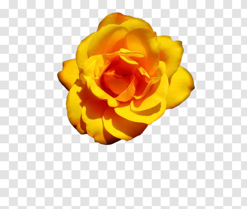 Flower Garden Roses Petal Rosaceae - Yellow Rose Transparent PNG
