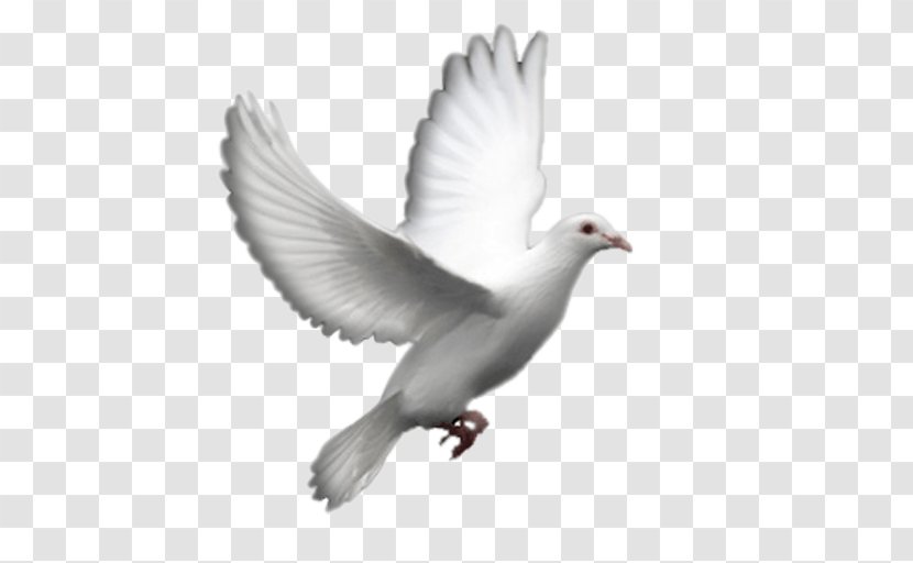 Columbidae Doves As Symbols Fantail Pigeon Clip Art - Pigeons And - Symbol Transparent PNG