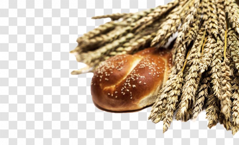 Common Wheat Whole Bread Food Flour - Photography Transparent PNG