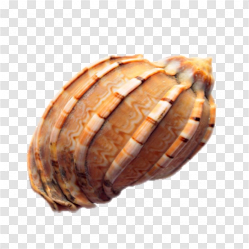Seashell Conch Euclidean Vector - Bread Transparent PNG