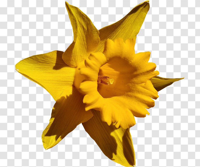 Photography Video Daffodil - Photoscape - Flores Amarillas Transparent PNG