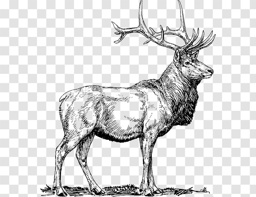 Elk White-tailed Deer Drawing Clip Art Transparent PNG