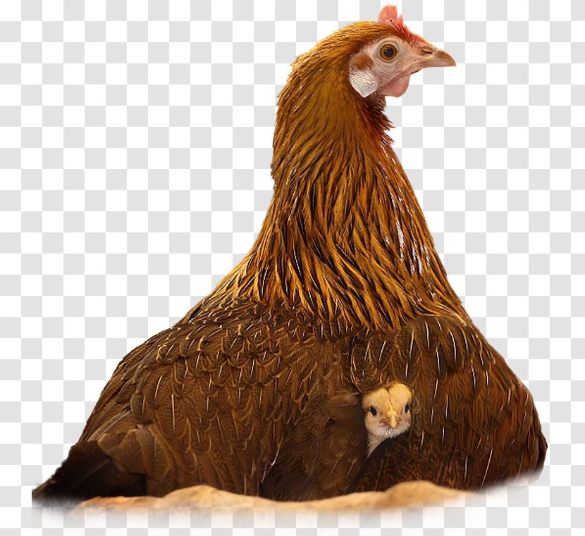 Chicken Photography Humour - Bird Transparent PNG