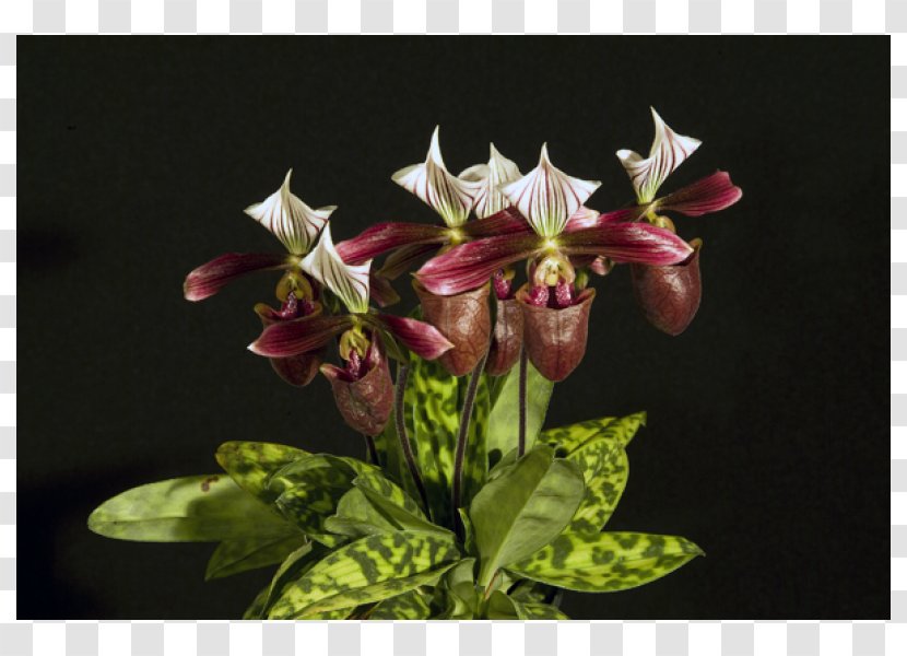 Paphiopedilum Purpuratum Sukhakulii Species Wildcat Flora - Flowering Plant - Faq Transparent PNG