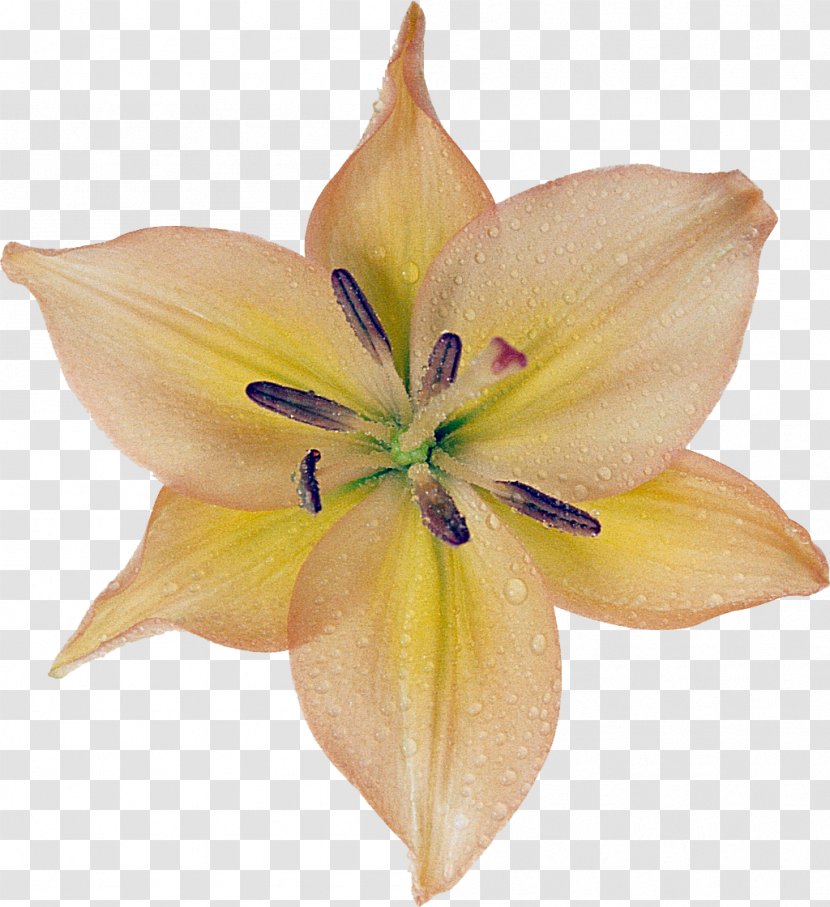 Hippeastrum Amaryllis Belladonna Daylily Peach - Flowering Plant - Lily M Transparent PNG