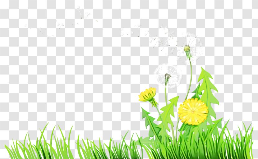Green Grass Background - Family - Amaryllis Wildflower Transparent PNG