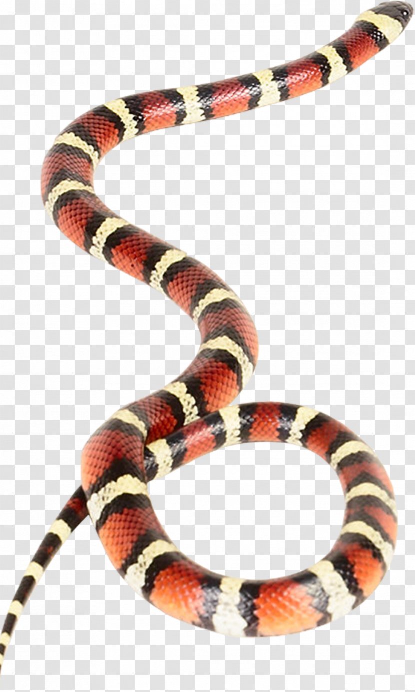Venomous Snake Vipers Coral Rattlesnake - Snakebite Transparent PNG