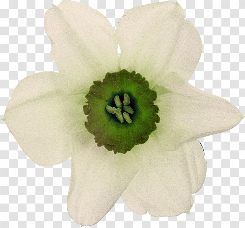 Flower White Petal Plant - Yellow - Narcissus Transparent PNG