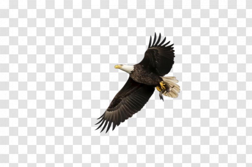 Flying Bird Background - Feather - Falconiformes Sea Eagle Transparent PNG