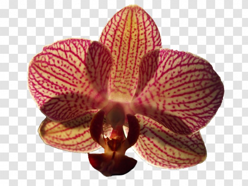 Moth Orchids Flower Orchis Purpurea - Flowering Plant - Orchid Transparent PNG