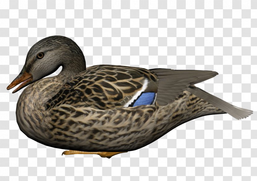 Baby Ducks Mallard Clip Art - Geese And Swans - Duck Transparent PNG