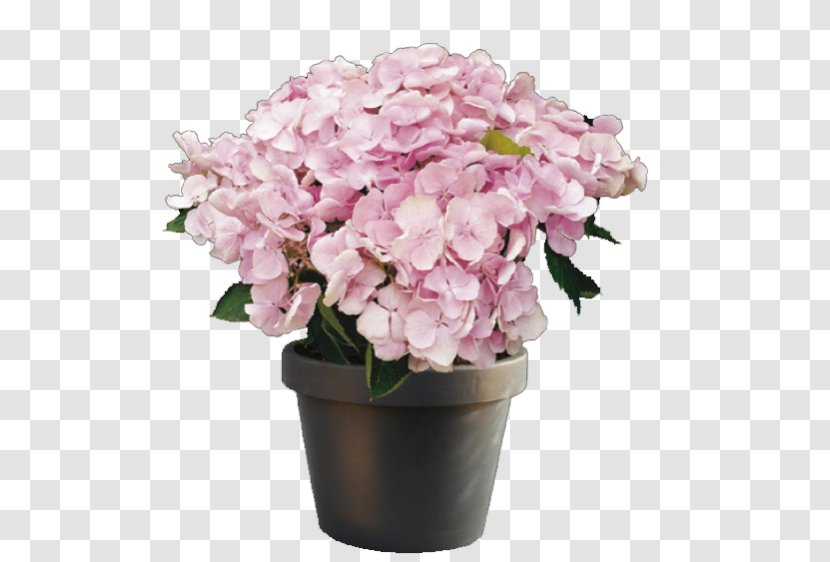 Hydrangea Houseplant Cut Flowers Transparent PNG