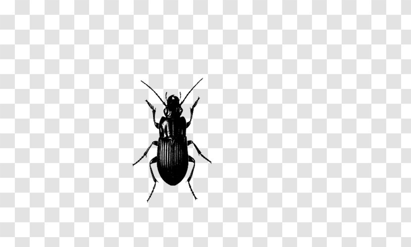 Insect Pest Control Cockroach - Invertebrate Transparent PNG