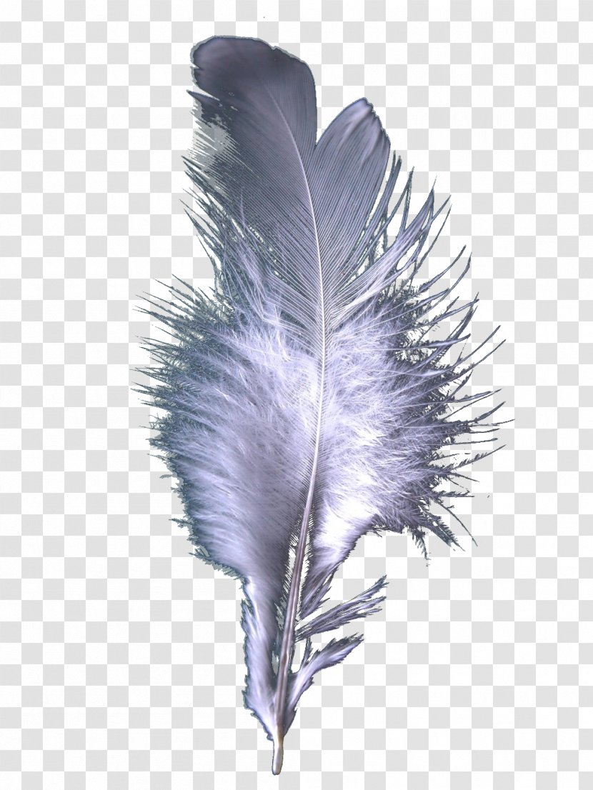 Feather Cloak Bird Transparent PNG