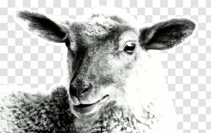 Sheep Goat Cattle Wildlife White - Detour Transparent PNG