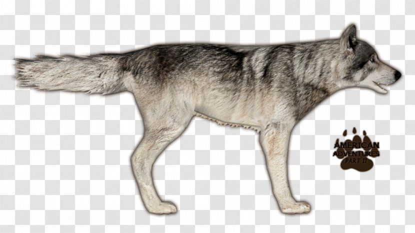 Zoo Tycoon 2 Czechoslovakian Wolfdog Saarloos Coyote Eastern Wolf - Carnivoran Transparent PNG