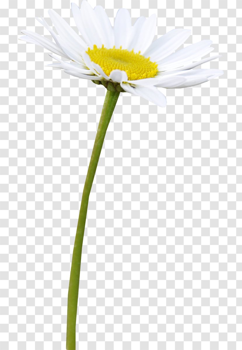 Roman Chamomile German Oxeye Daisy Family Plant - Petal - Camomile Transparent PNG