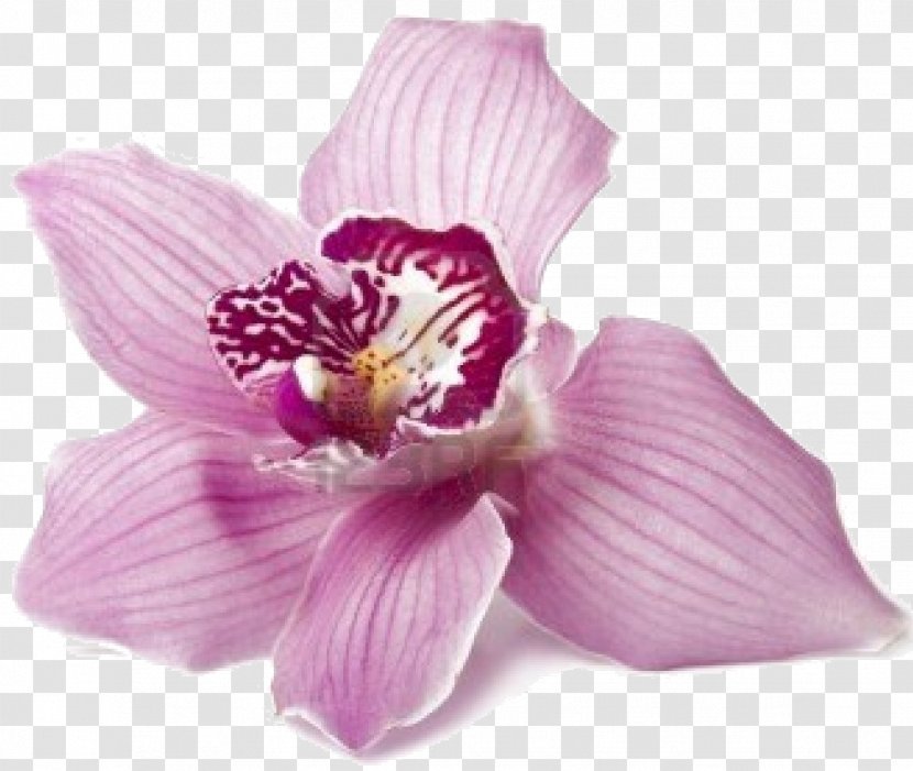 Metamorphoses Flower Achilles Orchids Greek Mythology - Orchid Transparent PNG