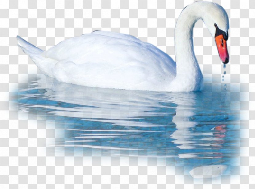 Cygnini Bird Duck Goose - Water - Swan Transparent PNG