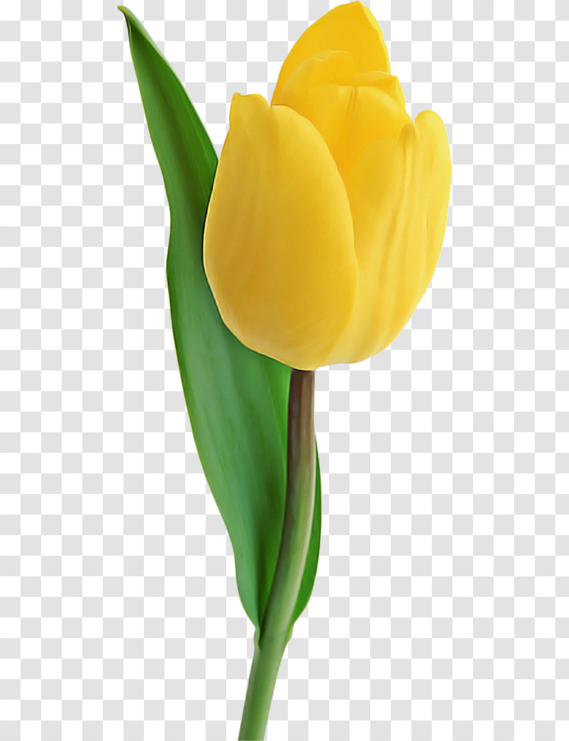 Tulip Yellow Flower Arum Plant Transparent PNG