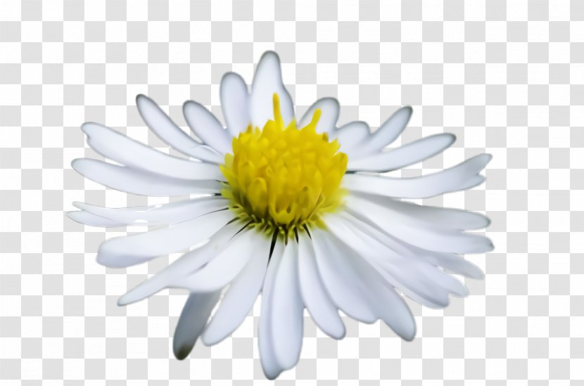 Daisy - White - Camomile Chamomile Transparent PNG