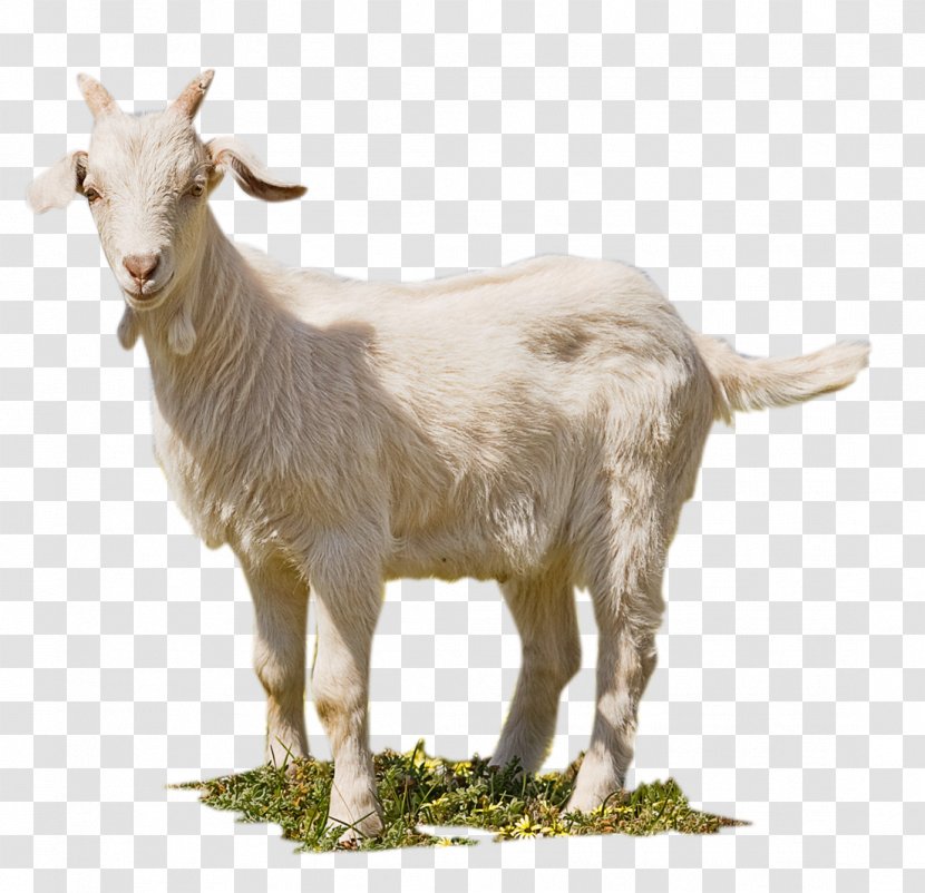 Feral Goat Jamnapari Aqiqah - Cow Family - Kambing Bakar Transparent PNG