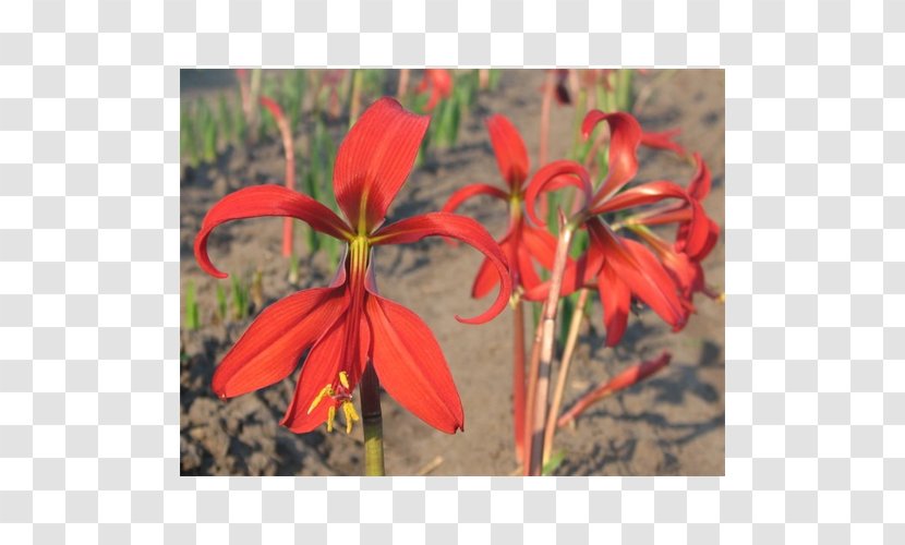 Amaryllis Montbretia Jersey Lily Fritillaries Daylily - Fritillaria Transparent PNG