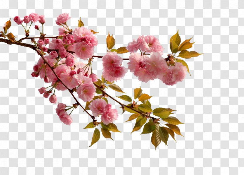 China Cherry Blossom Flower Peach - Apricot - Lush Pink Blossoms Transparent PNG
