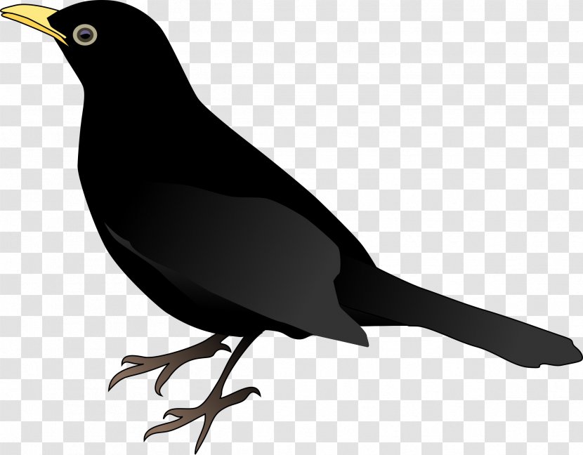 Common Blackbird Crows Clip Art - Coloring Book - Crow Transparent PNG
