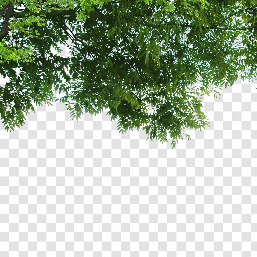 Nature Poster Landscape - Tree - Leaves Transparent PNG